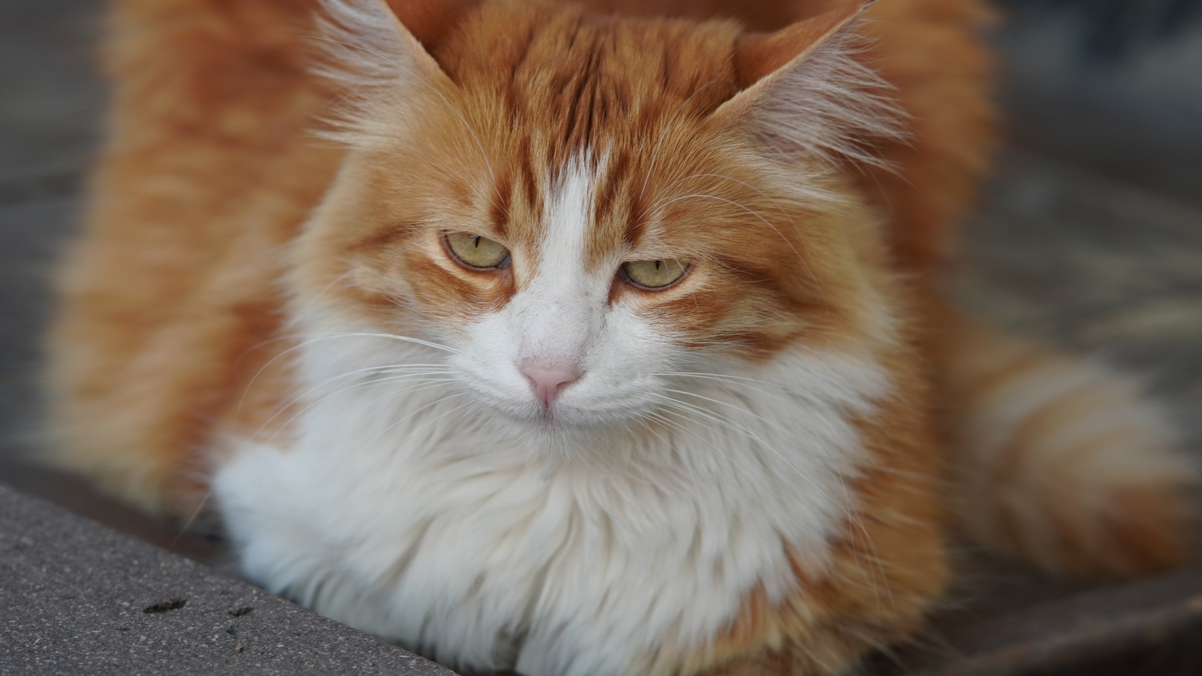 Istanbul cat portrait
